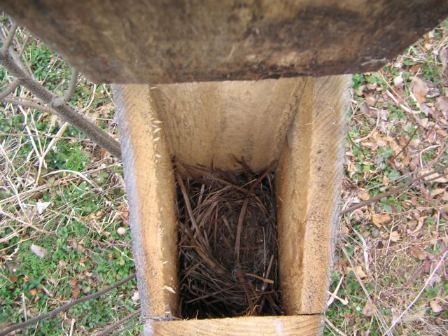 chickadee nest