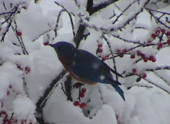 male bluebird in snow