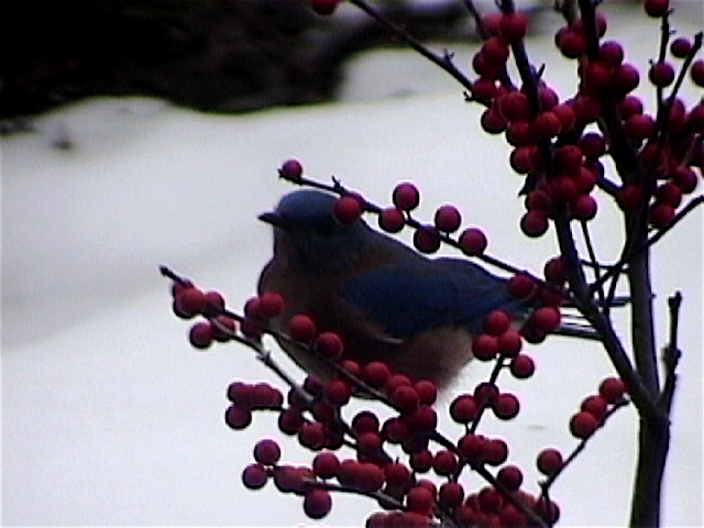 eastern bluebird in winterberry bush