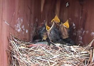 Eastern Bluebird chicks at IS