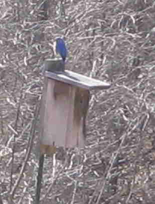 bluebird guards house