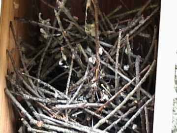 house wren nest
