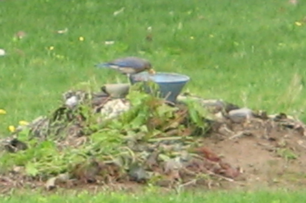 bluebird gathering mealworms