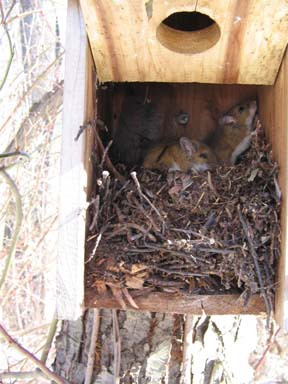 mice in nest box