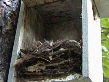 nest box showing nuthatch occupancy