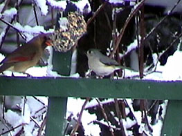 cardinal and titmouse at suet feeder