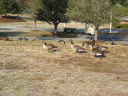 canada geese flock