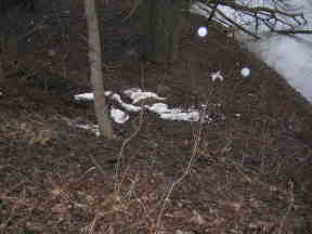 dead snow geese