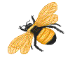 large bumble bee
