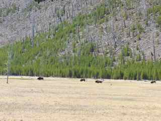 grazing bison