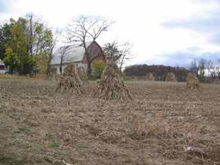 cornstalk stack in harvested field
