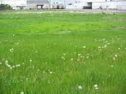 weedy field in spring