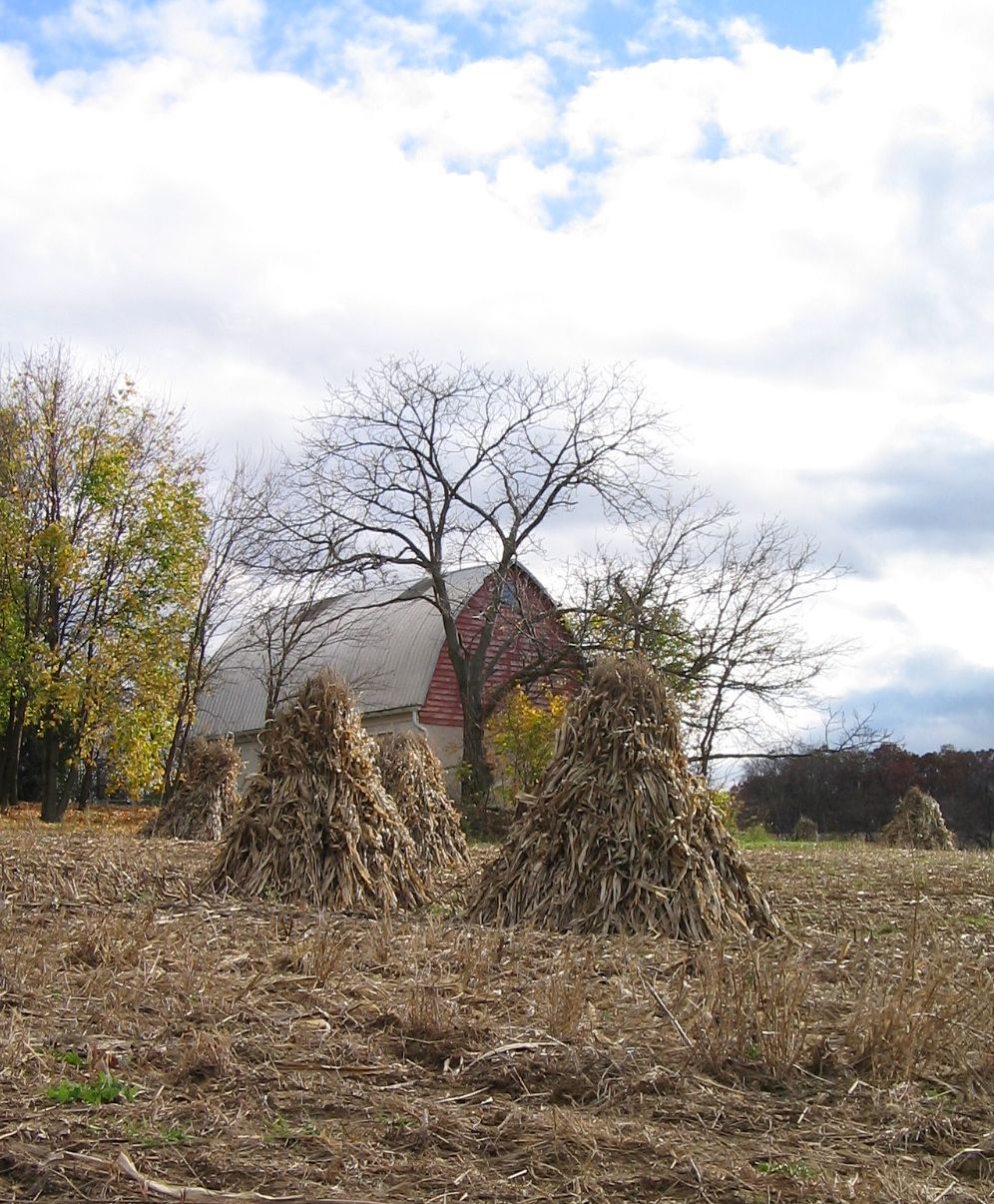 cornstacks in field with barn