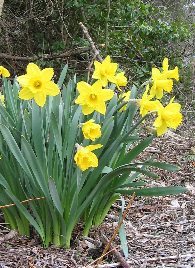 daffodils blooming
