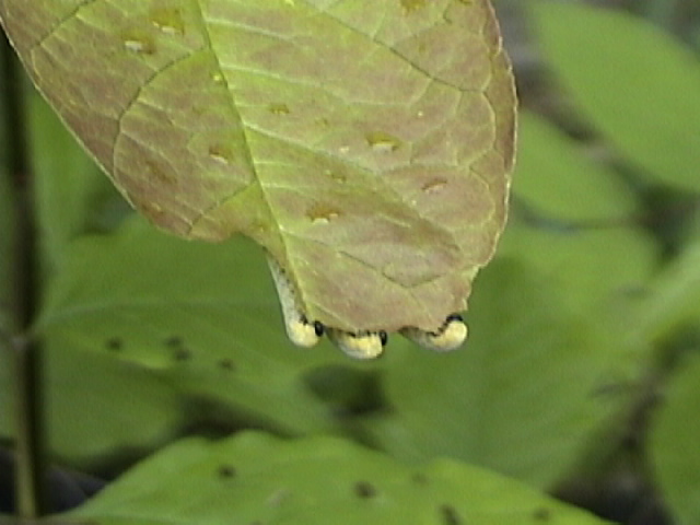 e caterpillar heads on edge of leaf