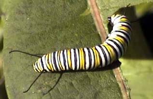 close up of a monarch caterpillar