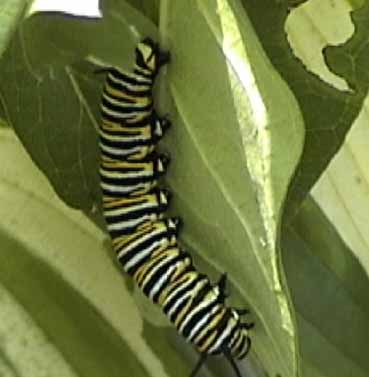 close up of a monarch caterpillar