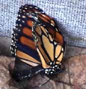 dead monarch