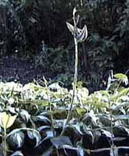 defolited (leafless) milkweed plant