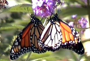 Two monarch butterflies on a butterfly bush blossom.