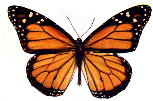 public doomain butterfly image