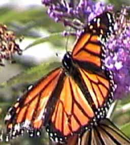 monarch butterfly open wings