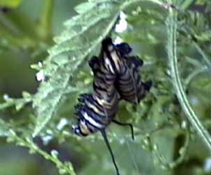 monarch caterpillar hooked in v shape