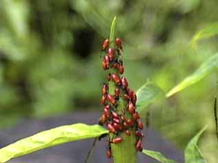 red beetles on a white milkweed plant