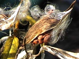 milkweed pod open showing seeds