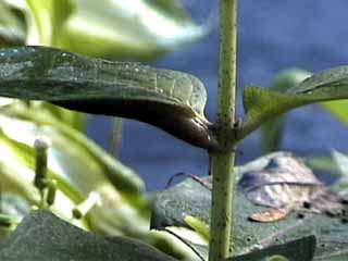 slug on underside of millkweed leaf
