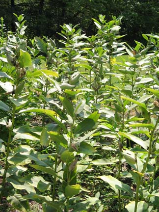 a stand of about 20 common milkweed plants growing vigorously in the summer sun