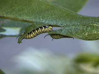 2 monarch caterpillars munching away