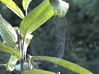 spider web in milkweed plant