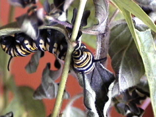 close up of monarch caterpillar