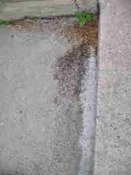  ants on sidewalk