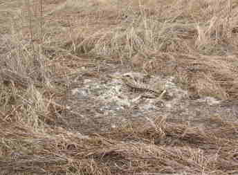 deer carcass on roadside