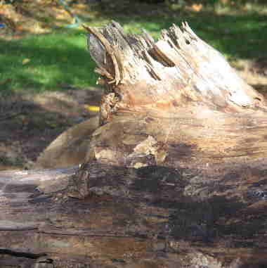cicada exoskelton on log