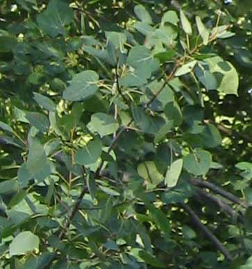 aspen leaves