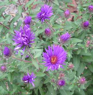 purple dome aster blooming