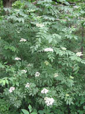 elferberry bush in bloom