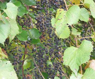 ripened wild grapes