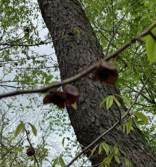 pawpaw flowers on branch