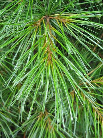 white pine needles clustered on a branch