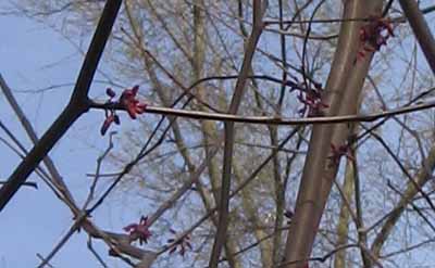 Flower buds on redbud tree in early spring
