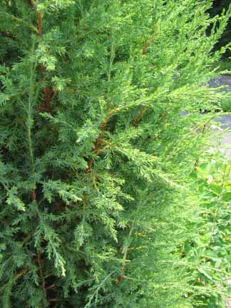 eastern red cedar needles