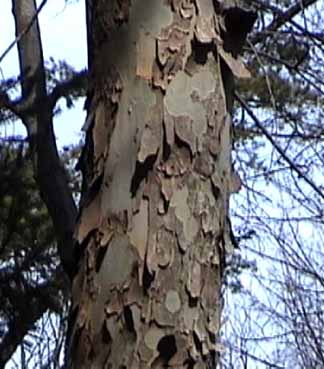 sycamore trunk with shedding bark
