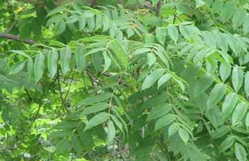 black walnut tree showing compound leaves