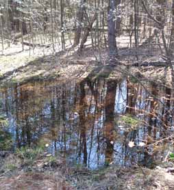 Vernal pool in Clearield County